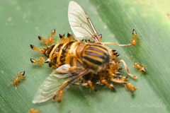 Crematogaster quadriruga