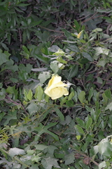 Hibiscus ludwigii
