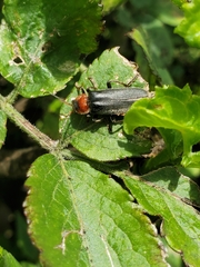 Cantharis fusca