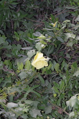 Hibiscus ludwigii