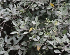 Allophylus decipiens