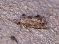 Pelochrista consobrinana