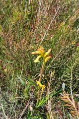 Anigozanthos humilis