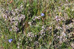 Euryomyrtus ramosissima