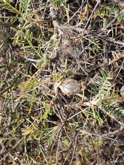 Astragalus armatus numidicus