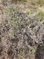 Astragalus armatus numidicus