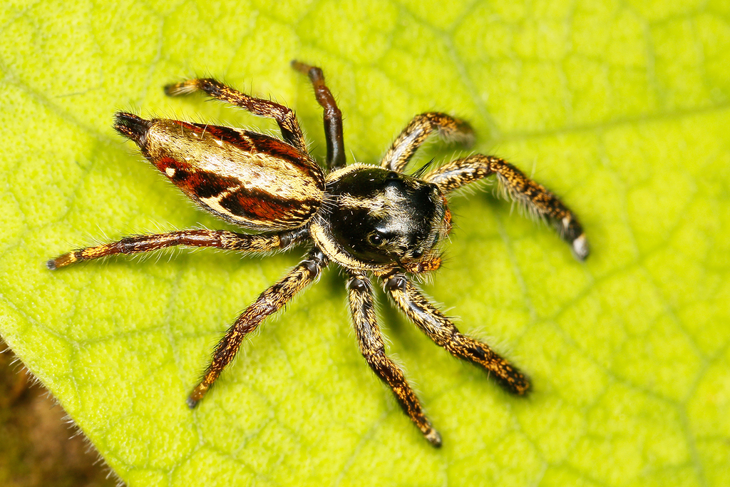 Hyllus keratodes