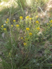 Odontarrhena bertolonii