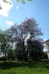 Paulownia tomentosa