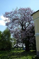 Paulownia tomentosa