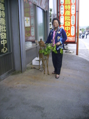 Cervus nippon taiouanus