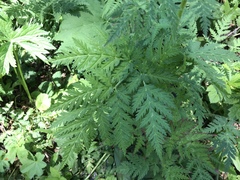 Chaerophyllum villarsii