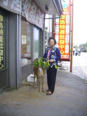 Cervus nippon taiouanus