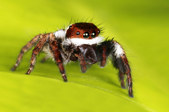 Carrhotus coronatus