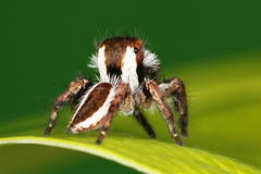 Carrhotus coronatus