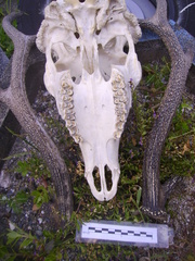 Cervus nippon taiouanus