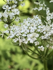 Chaerophyllum villarsii