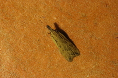 Dichomeris limosellus