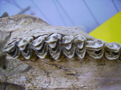 Cervus nippon taiouanus