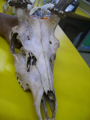 Cervus nippon taiouanus