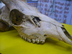 Cervus nippon taiouanus