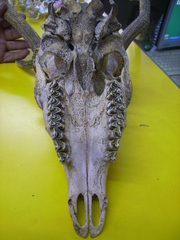 Cervus nippon taiouanus