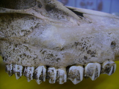 Cervus nippon taiouanus