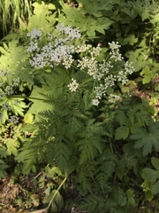 Chaerophyllum villarsii