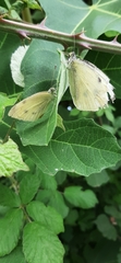 Pieris