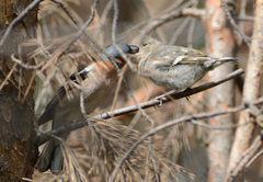 Fringilla coelebs