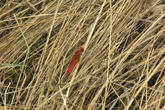 Crocothemis erythraea