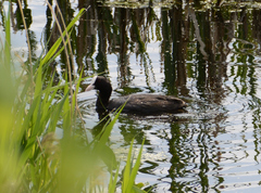 Fulica atra