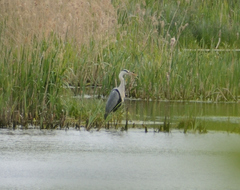 Ardea cinerea