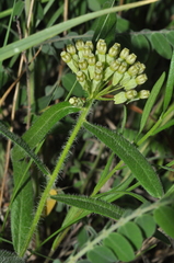 Asclepias lanuginosa
