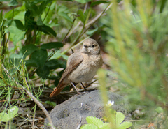 Phoenicurus phoenicurus