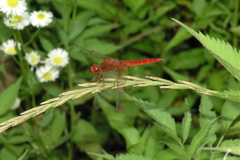 Erigeron annuus