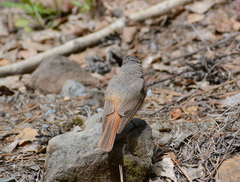 Phoenicurus phoenicurus