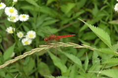 Erigeron annuus