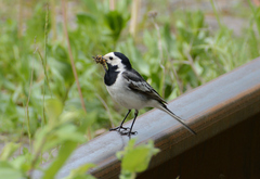 Motacilla alba