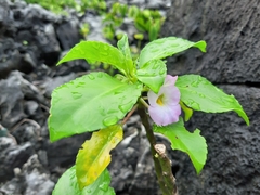 Impatiens verrucifer