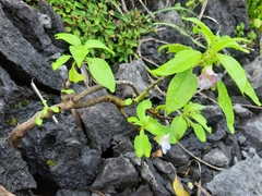 Impatiens verrucifer