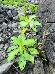 Impatiens verrucifer
