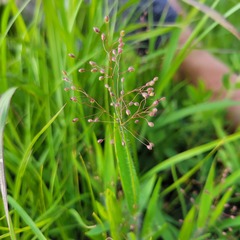 Dichanthelium villosissimum