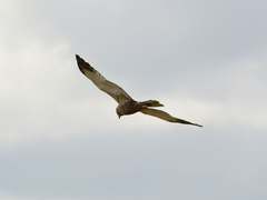 Circus aeruginosus