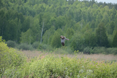 Circus aeruginosus