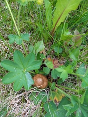 Pseudosperma rimosum