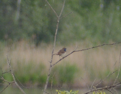 Luscinia svecica