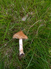 Pseudosperma rimosum