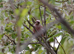 Carpodacus sibiricus
