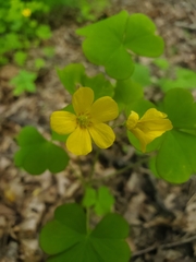Oxalis grandis